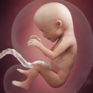 Fetus at 15 weeks